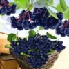Zwarte Appelbes 'Aronia Viking'
