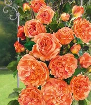 Klimroos 'Papi Delbard®'