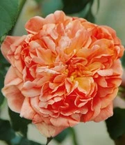 Klimroos 'Papi Delbard®' 3 Klimroos 'Papi Delbard®' - Afbeelding 3