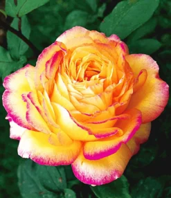 Collectie 'Parfumrozen' 9 Collectie 'Parfumrozen' -Optimaal Tuinonderhouds Winkel 8901302714398