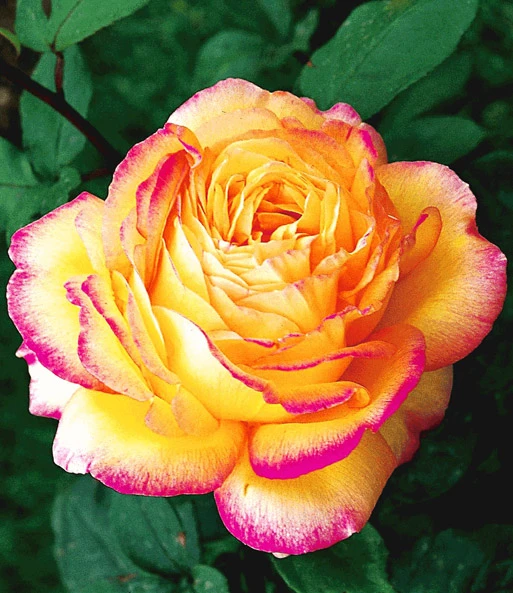 Collectie 'Parfumrozen' 5 Collectie 'Parfumrozen' - Afbeelding 5