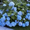 Boerenhortensia 'Générale Vicomtesse De Vibraye®'