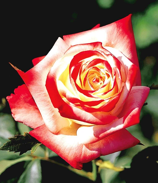 Rozenstam 'Impératrice Farah®' 2 Rozenstam 'Impératrice Farah®' - Afbeelding 2