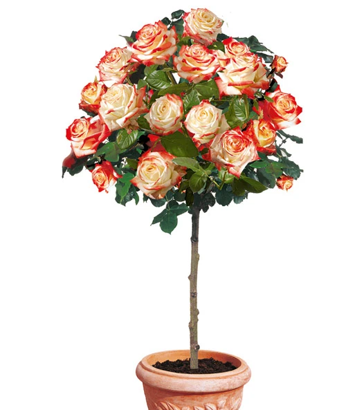 Rozenstam 'Impératrice Farah®' 1 Rozenstam 'Impératrice Farah®'