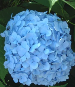 Hortensia Collectie Voor Een Voordeelprijs -Optimaal Tuinonderhouds Winkel 8901666242590
