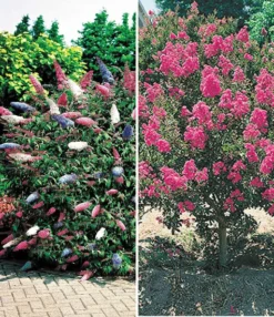 Bloeiende Struiken Collectie