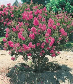 Bloeiende Struiken Collectie 5 Bloeiende Struiken Collectie -Optimaal Tuinonderhouds Winkel 8902124732446