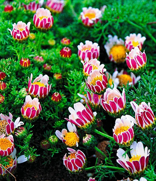 Bloeiende Bodembedekker Collectie 3 Bloeiende Bodembedekker Collectie - Afbeelding 3