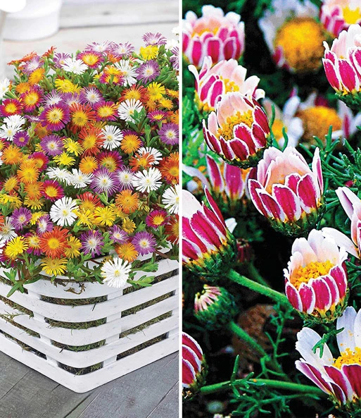 Bloeiende Bodembedekker Collectie 1 Bloeiende Bodembedekker Collectie