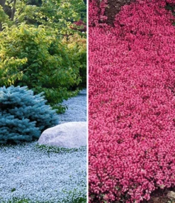 Bodembedekker Collectie Rood En Blauw