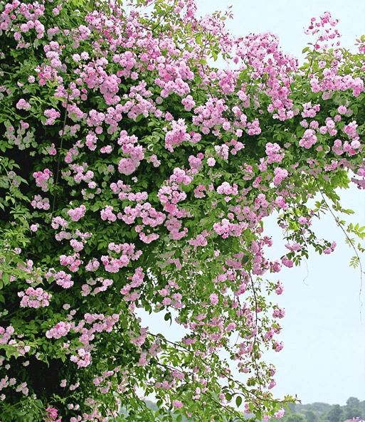 Collectie: Ramblerrozen 'blauw En Roze' 2 Collectie: Ramblerrozen 'blauw En Roze' - Afbeelding 2