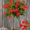 Campsis Stammetje 'Fire Trumpet Vine®',1 Plant