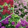 Collectie Ramblerrozen