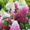 Tuinhortensia 'Fraise Melba®'