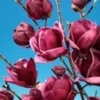 Magnolia 'Genie® '
