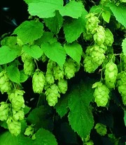 Klimplanten Collectie 3 Klimplanten Collectie - Afbeelding 3