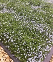 Isotoma 'Blue Foot®' 25 Stuks, Stevige Bodembedekker, Gazonvervanging 3 Isotoma 'Blue Foot®' 25 Stuks, Stevige Bodembedekker, Gazonvervanging - Afbeelding 3