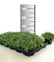 Isotoma 'Blue Foot®' 25 Stuks, Stevige Bodembedekker, Gazonvervanging 4 Isotoma 'Blue Foot®' 25 Stuks, Stevige Bodembedekker, Gazonvervanging - Afbeelding 4