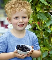 Moerbei 'BonBon Berry®' 3 Moerbei 'BonBon Berry®' - Afbeelding 3