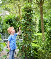 Moerbei 'BonBon Berry®' 4 Moerbei 'BonBon Berry®' - Afbeelding 4