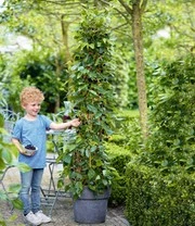 Moerbei 'BonBon Berry®' 6 Moerbei 'BonBon Berry®' - Afbeelding 6