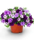 Calibrachoa Petunia Trixi® 'Blue Petticoat'
