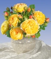 Roos 'Château De Cheverny'