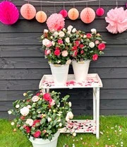 Winterharde Camelia 'Festival Tricolor' 3 Winterharde Camelia 'Festival Tricolor' - Afbeelding 3