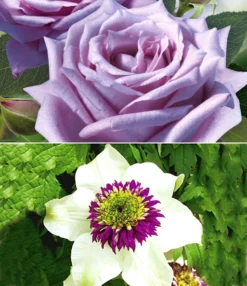 Set Clematis 'Florida Sieboldii' & Parfumroos 'Mamy Blue®'