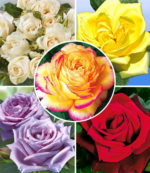 Collectie 'Parfumrozen' 1 Collectie 'Parfumrozen'