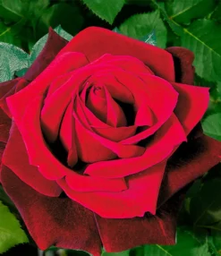 Collectie 'Parfumrozen' 8 Collectie 'Parfumrozen' -Optimaal Tuinonderhouds Winkel 8973064634398