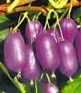 Kiwi 'Ken`s Red®' (incl. Bevruchter)