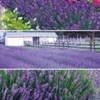 Lavendel Collectie