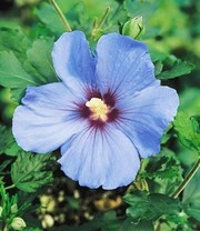 Hibiscus Heg 4 Hibiscus Heg - Afbeelding 4