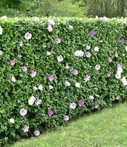 Hibiscus Heg 5 Hibiscus Heg - Afbeelding 5