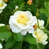 Liefdesroos 'Centenaire De Lourdes® Blanc'