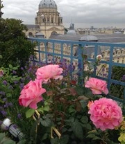 Parfumroos 'Pink Paradise®' 4 Parfumroos 'Pink Paradise®' - Afbeelding 4