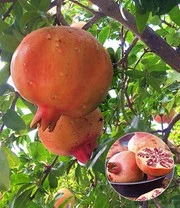 Exotisch Fruit 3 Exotisch Fruit - Afbeelding 3