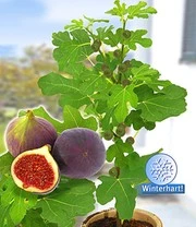 Optimaal Tuinonderhouds Winkel -Optimaal Tuinonderhouds Winkel 8989393256478