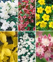 Hagen Collectie 3 Hagen Collectie - Afbeelding 3