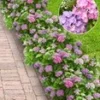 Hortensia Haag 'Forever & Ever®' Hortbux®