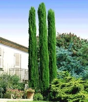 Echte Toscaanse 'Zuilcipres' 3 Echte Toscaanse 'Zuilcipres' - Afbeelding 3