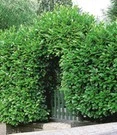 Laurierkers 10 Planten
