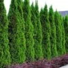 Thuja Smaragd 50 Planten