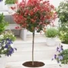 Groenblijvende Photinia Stammetje 'Little Red Robin®'