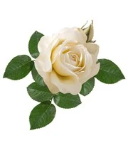 Parfumroos 'Grand Nord®' 3 Parfumroos 'Grand Nord®' - Afbeelding 3