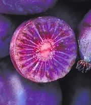 Optimaal Tuinonderhouds Winkel -Optimaal Tuinonderhouds Winkel 9016589942814