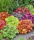 Heuchera Mix 'Kleurenpracht'
