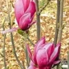 Magnolia 'March Till Frost'
