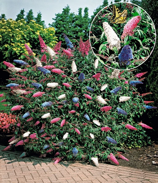 Bloeiende Struiken Collectie 2 Bloeiende Struiken Collectie - Afbeelding 2